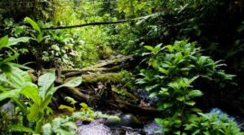 Amazon Rainforest: The Lungs of the Earth