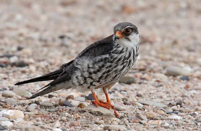 Amur Falcon (Falco amurensis)