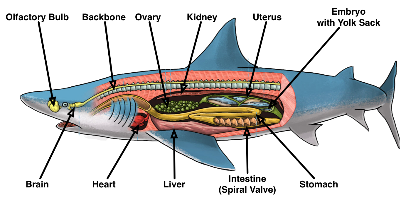 Anatomy of sharks