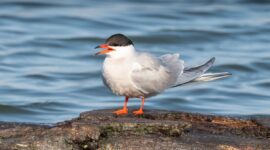 From Pole to Pole: The Epic Migration of the Arctic Tern