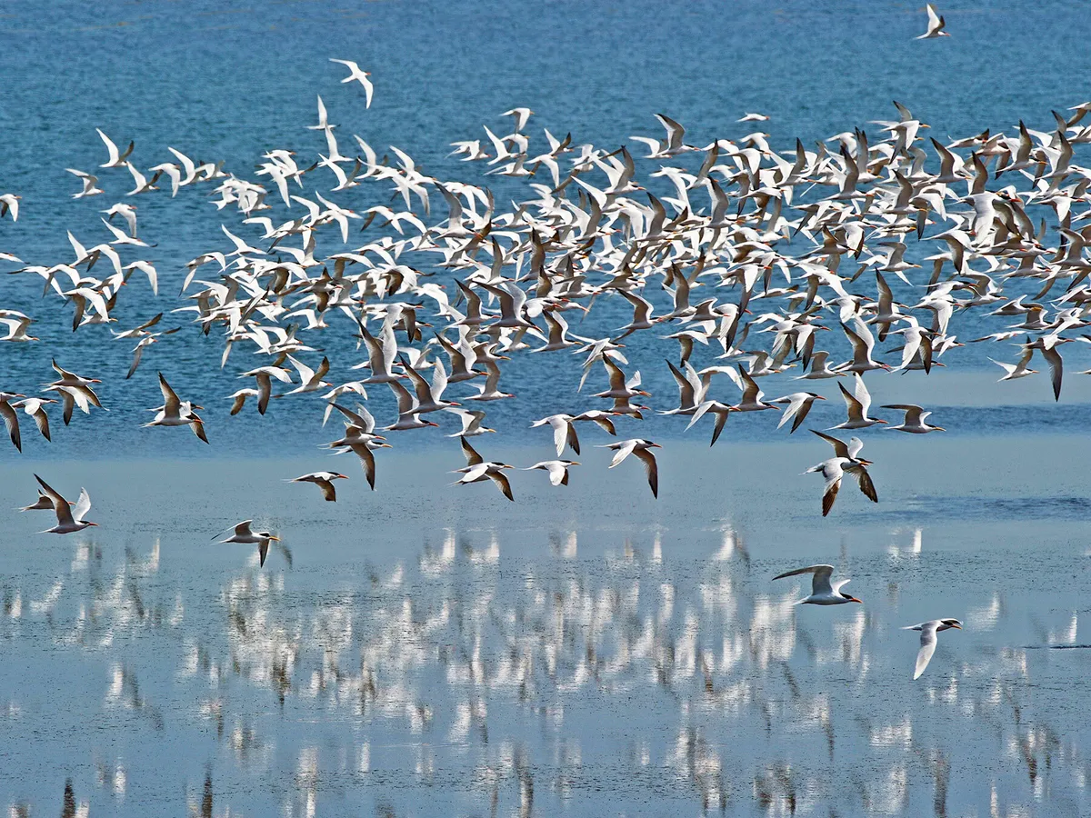 Arctic Tern migration