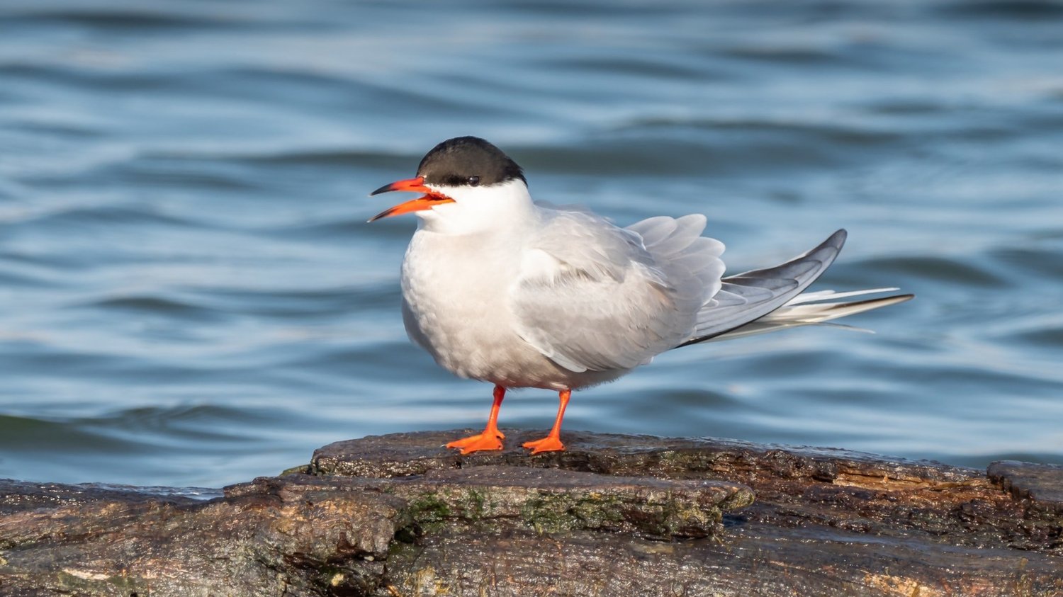 You are currently viewing From Pole to Pole: The Epic Migration of the Arctic Tern