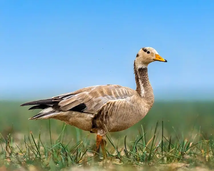 Bar-Headed Goose