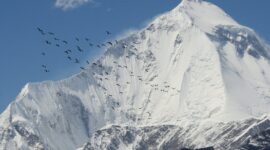 “Wings of Resilience: Bird Migration over Himalayas”