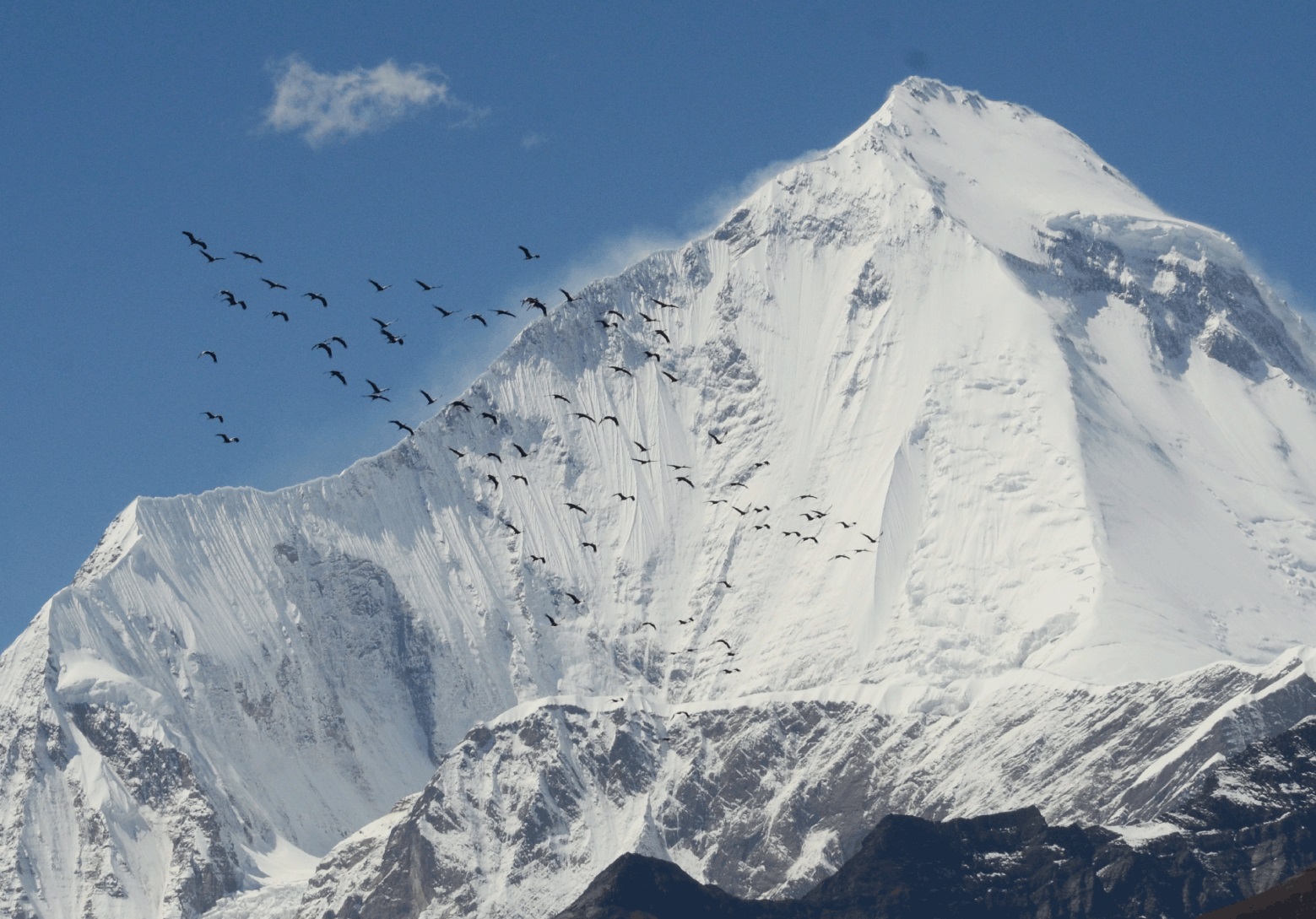 You are currently viewing “Wings of Resilience: Bird Migration over Himalayas”