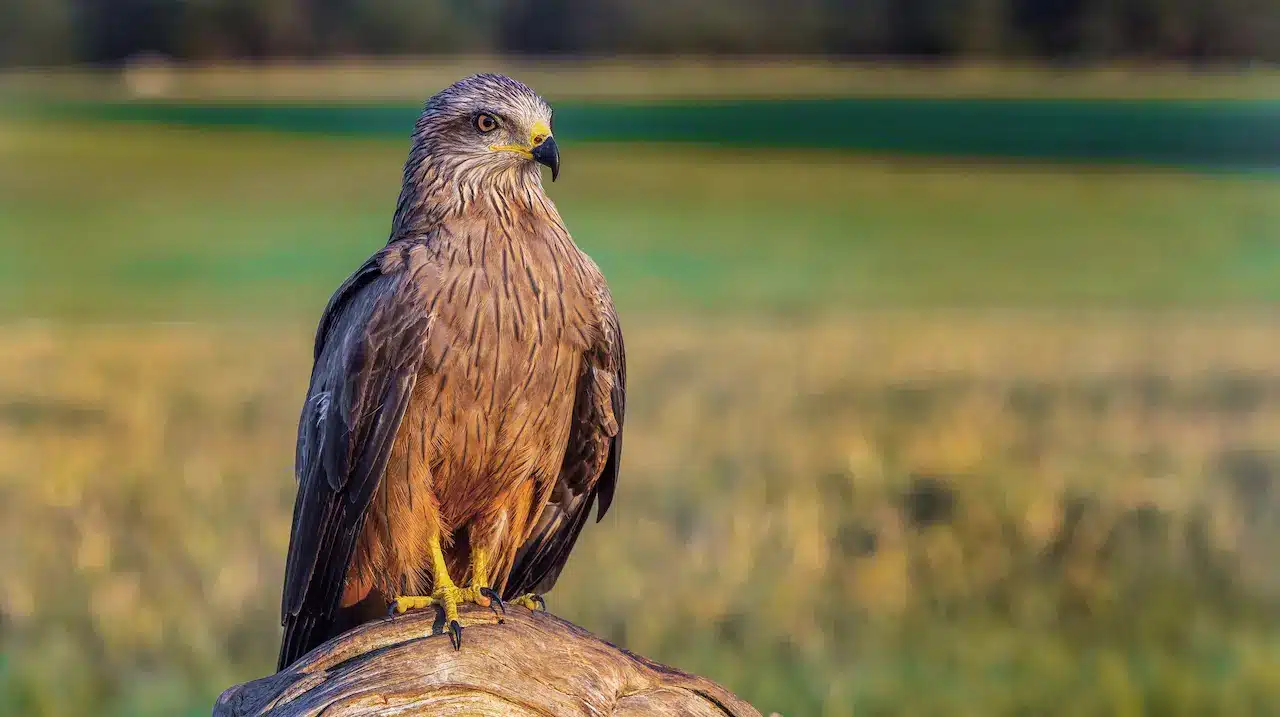 Black Kite (Milvus migrans)