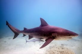 Bull shark