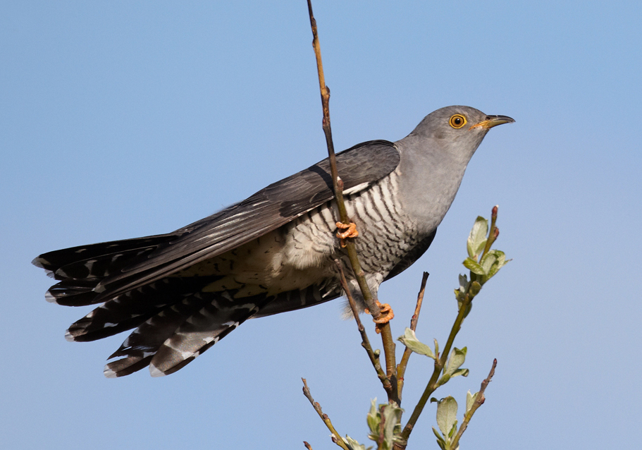 Common cuckoo