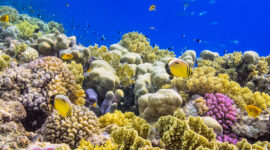 Why are coral reefs important?