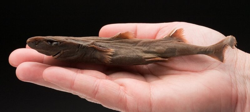 Dwarf lanternshark