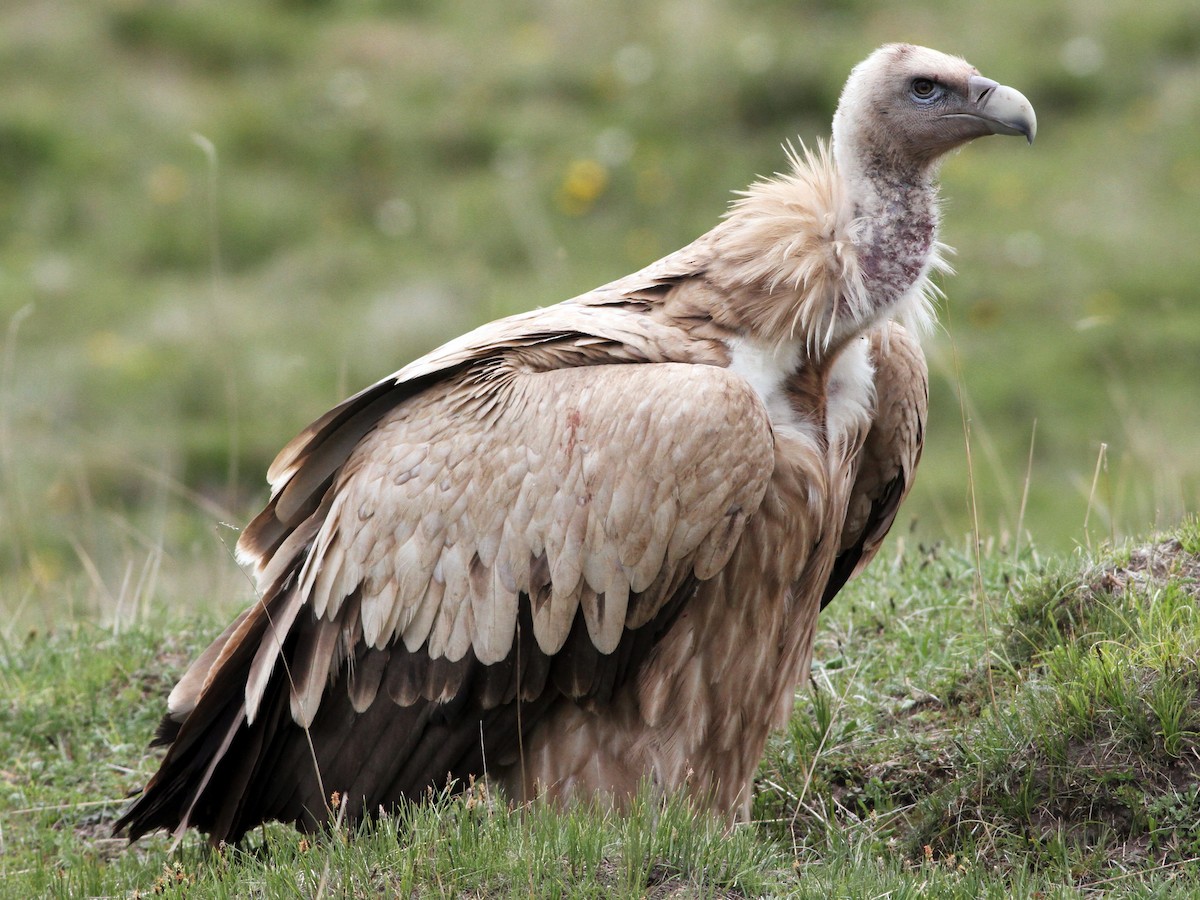 Himalayan Griffon Vulture