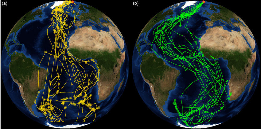 Migration routes and stopover areas of Arctic terns