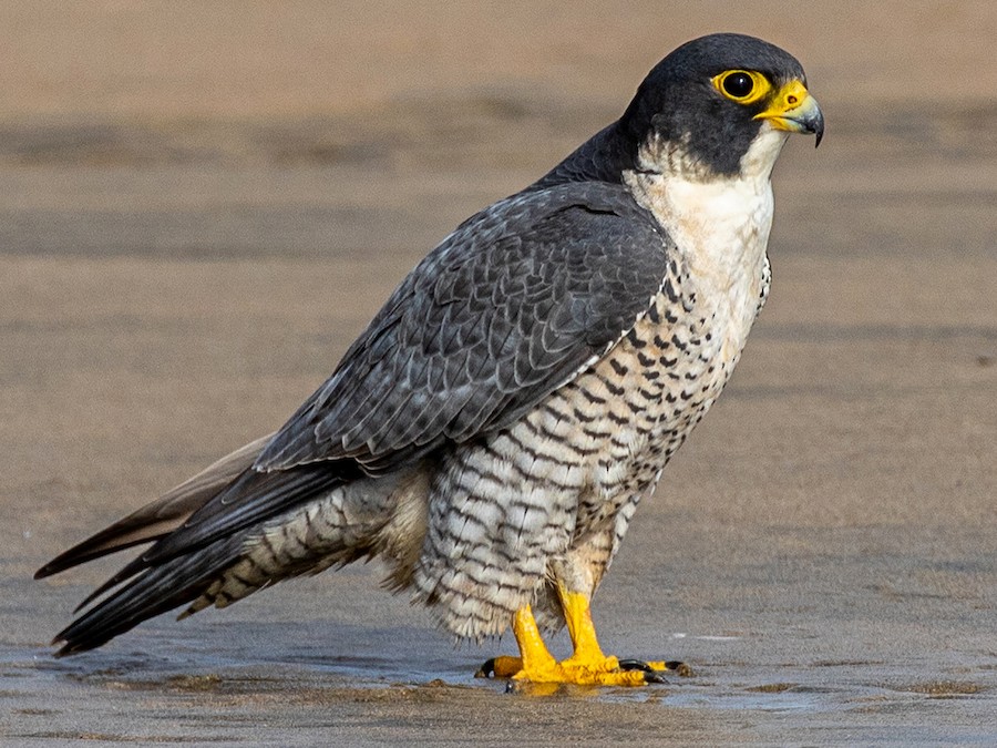 Peregrine Falcon