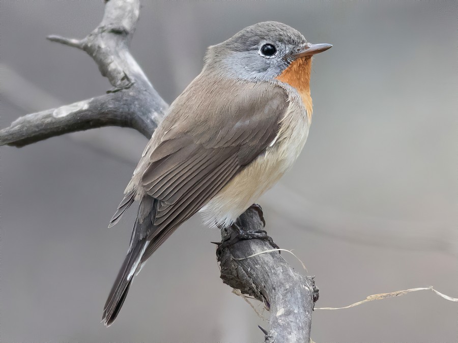 Red-Breasted Flycatcher