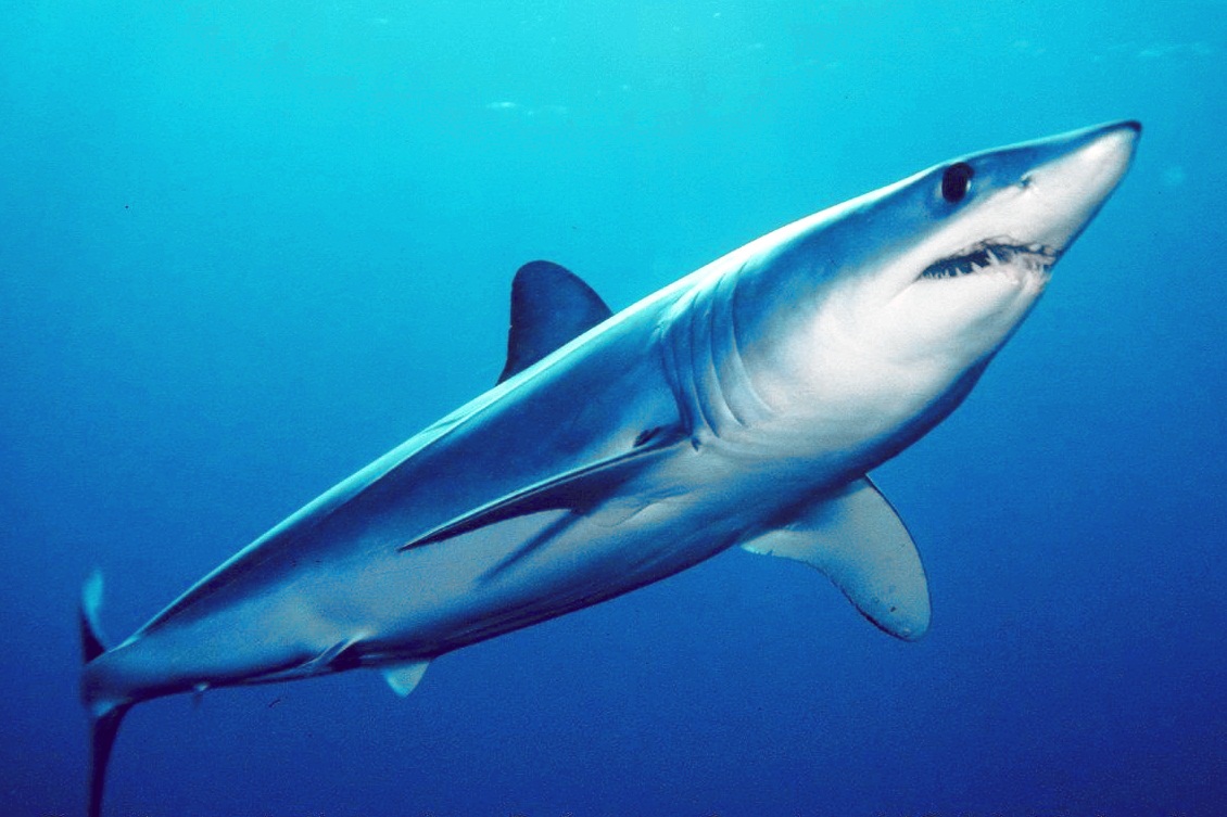 Shortfin mako shark 