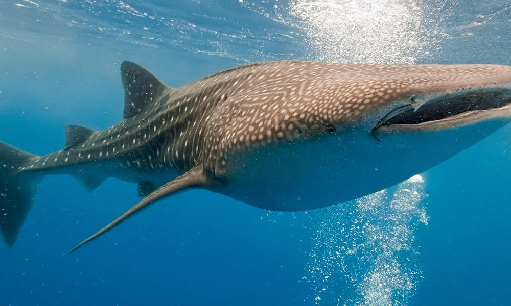 Whale shark