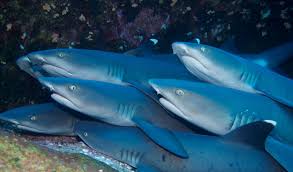 Whitetip reef shark