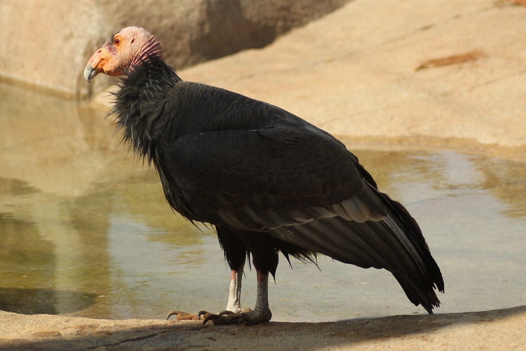 California condor