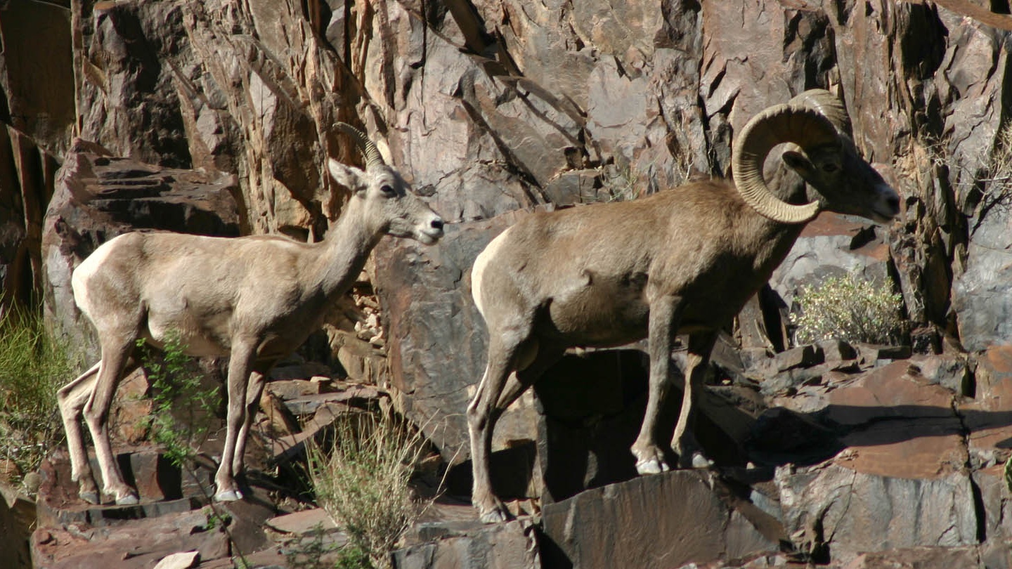 Grand Canyon desert bighorn sheep