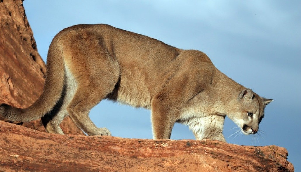 Grand Canyon mountain lion