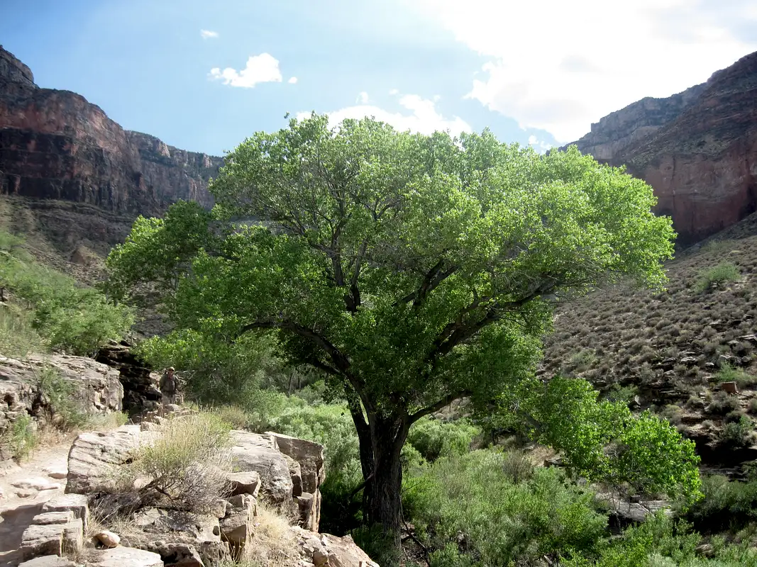 Large Cottonwood Tree