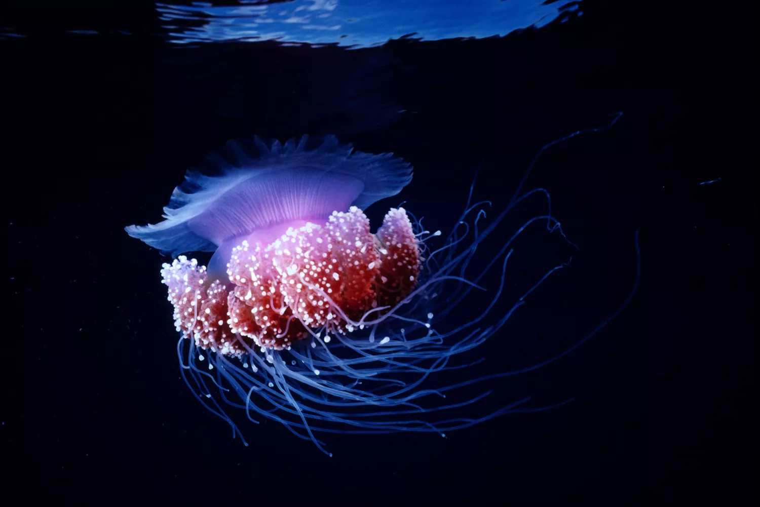 Purple jellyfish exhibiting bioluminescence