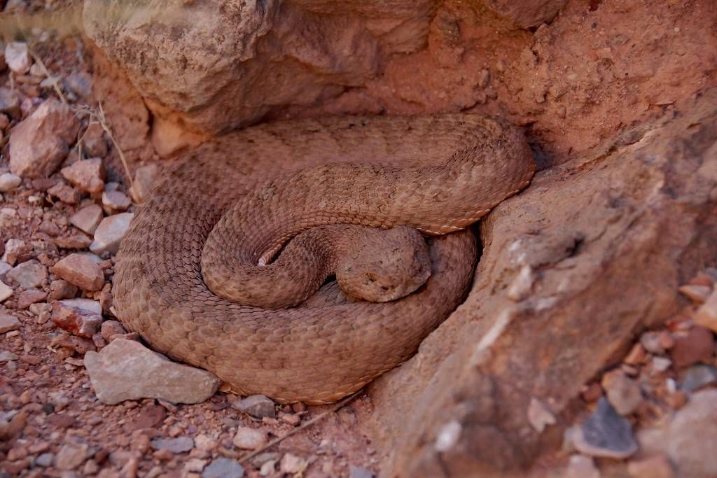 Rattlesnake