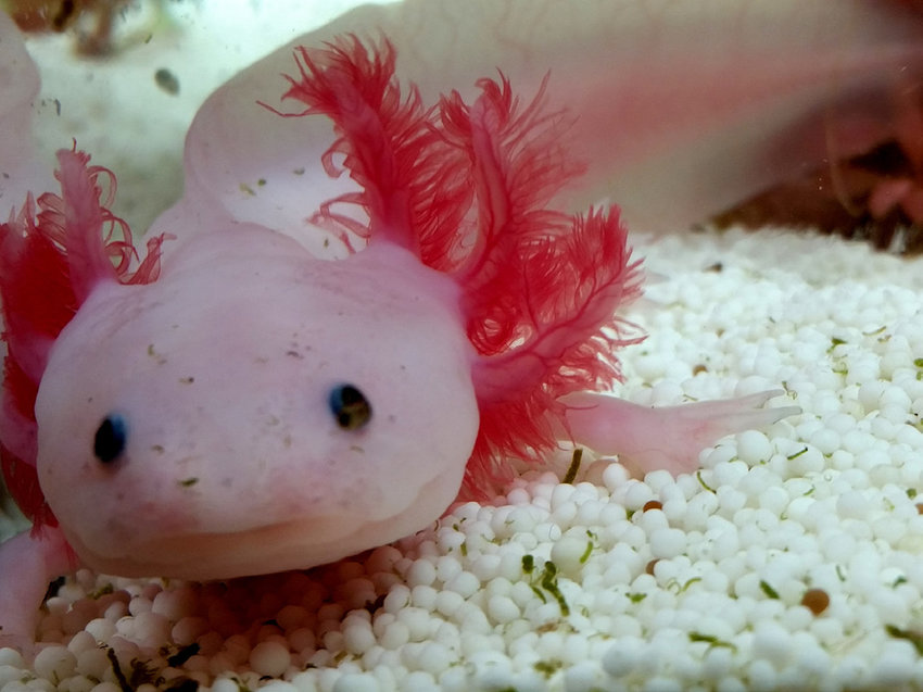 Axolotl (Ambystoma mexicanum)