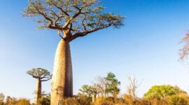 The Majestic Baobab Trees: Nature’s Ancient Giants