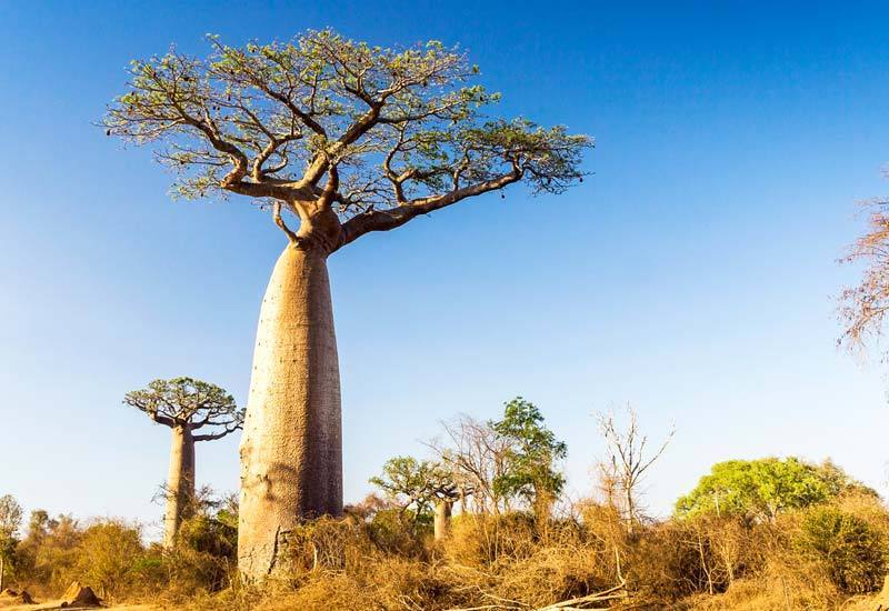 You are currently viewing The Majestic Baobab Trees: Nature’s Ancient Giants