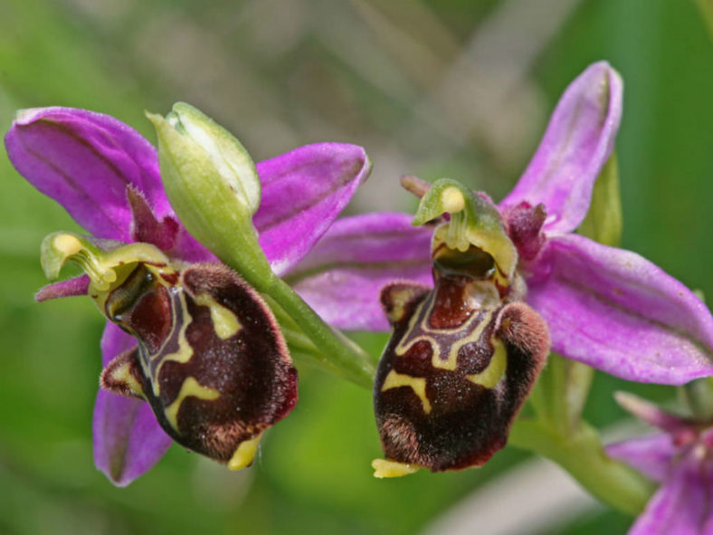 Bee Orchid (Ophrys apifera)