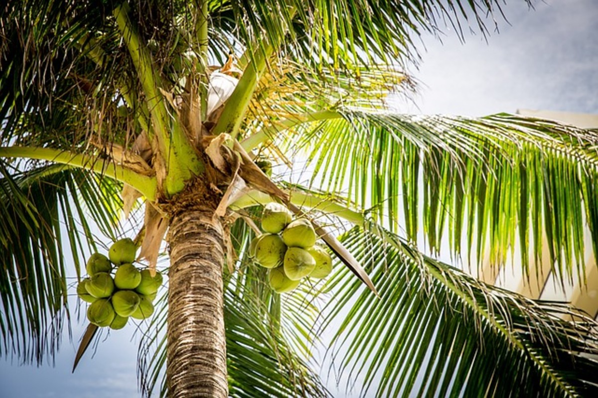 Coconut Palm (Cocos nucifera)