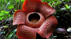 5 Plants with Amazing Adaptations for Sexual Reproduction