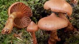 5 most poisonous Mushrooms