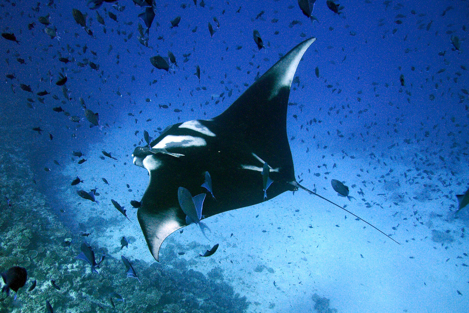 Giant Manta Ray (Mobula birostris)