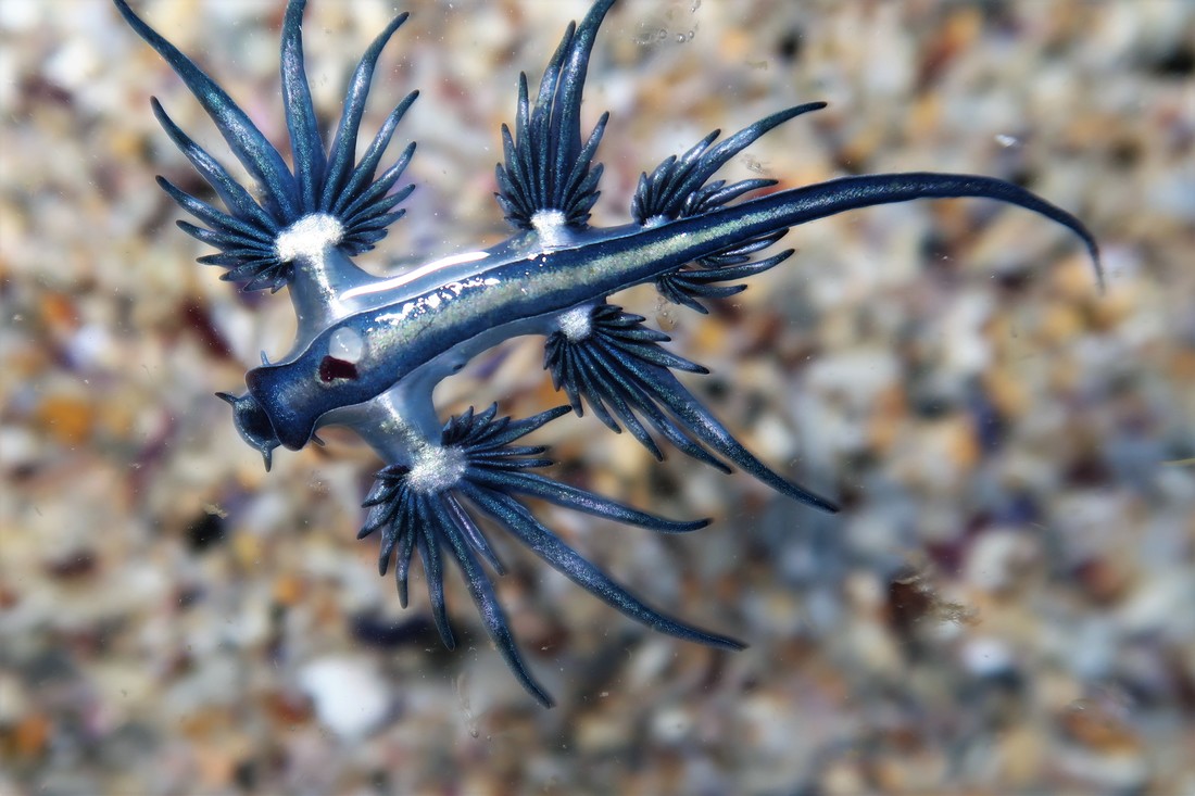 Glaucus Atlanticus (Blue Dragon)