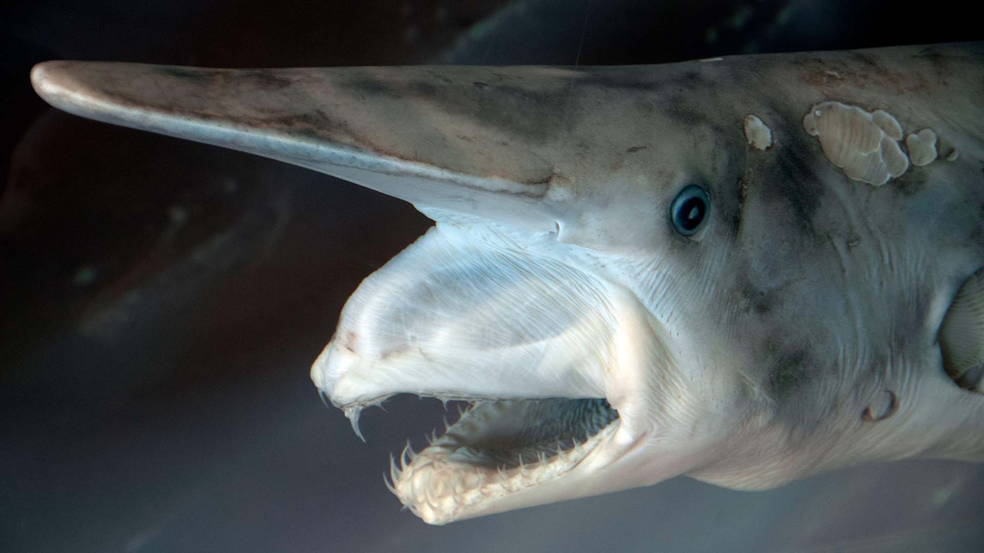 Goblin Shark