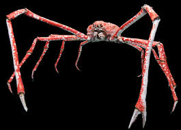 Japanese Spider Crab (Macrocheira kaempferi)