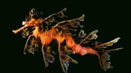 10 most amazing sea creatures