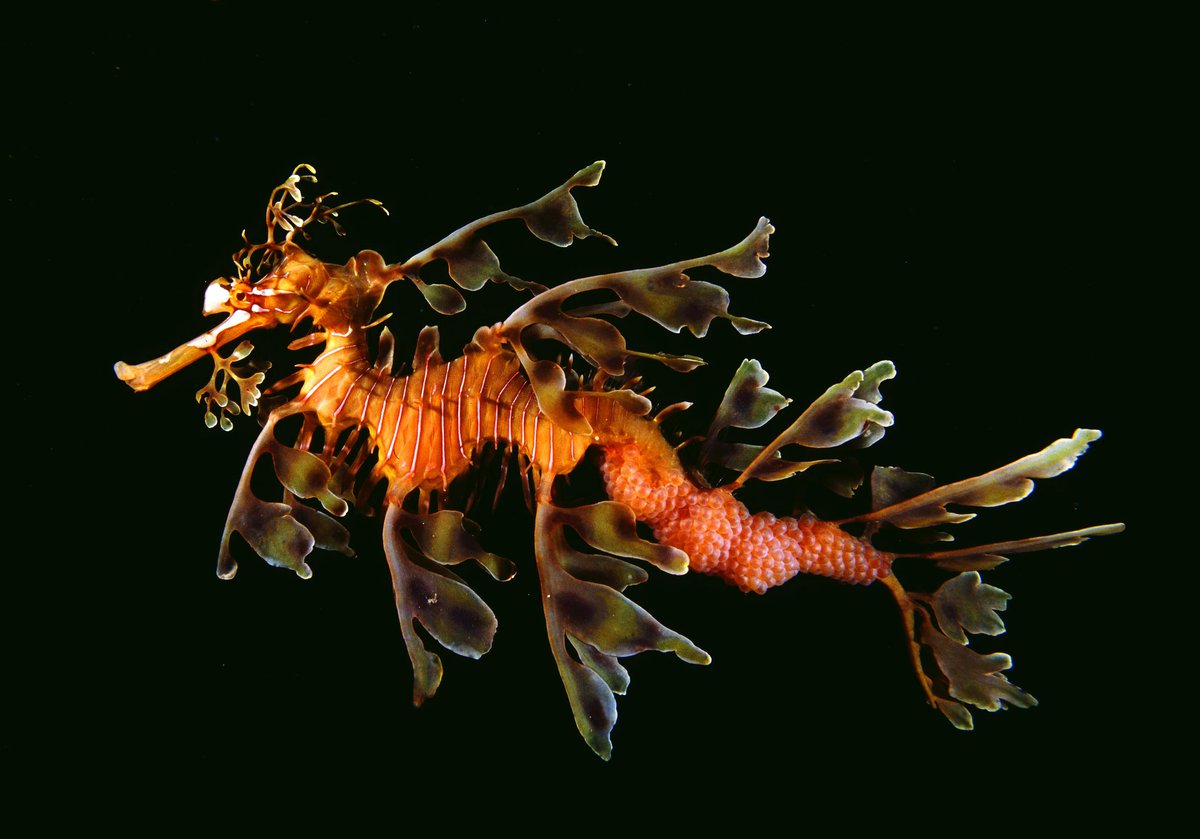 You are currently viewing 10 most amazing sea creatures