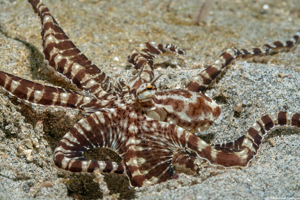 Mimic Octopus (Thaumoctopus mimicus)