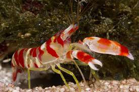 Pistol Shrimp (Alpheidae family)