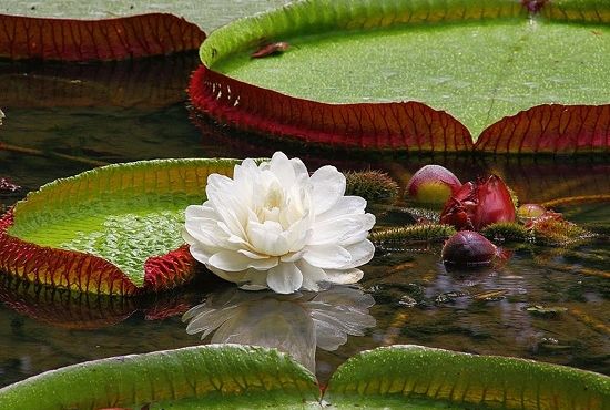 The Giant Water Lily