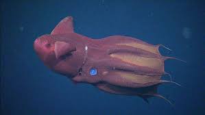 Vampire Squid