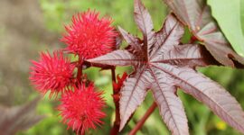 5 Dangerous Plants You Should Never Touch