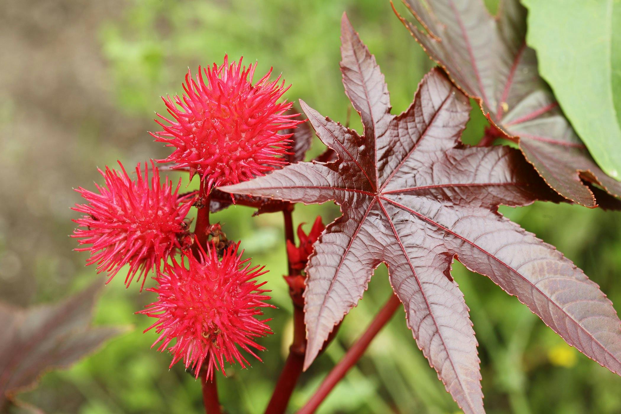 5 Dangerous Plants You Should Never Touch