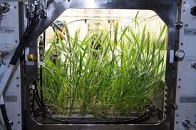 Advanced Plant Habitat