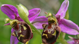 The Life Cycle of Wild Orchids: Ecology, Symbiosis, and Survival