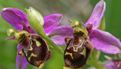The Life Cycle of Wild Orchids: Ecology, Symbiosis, and Survival