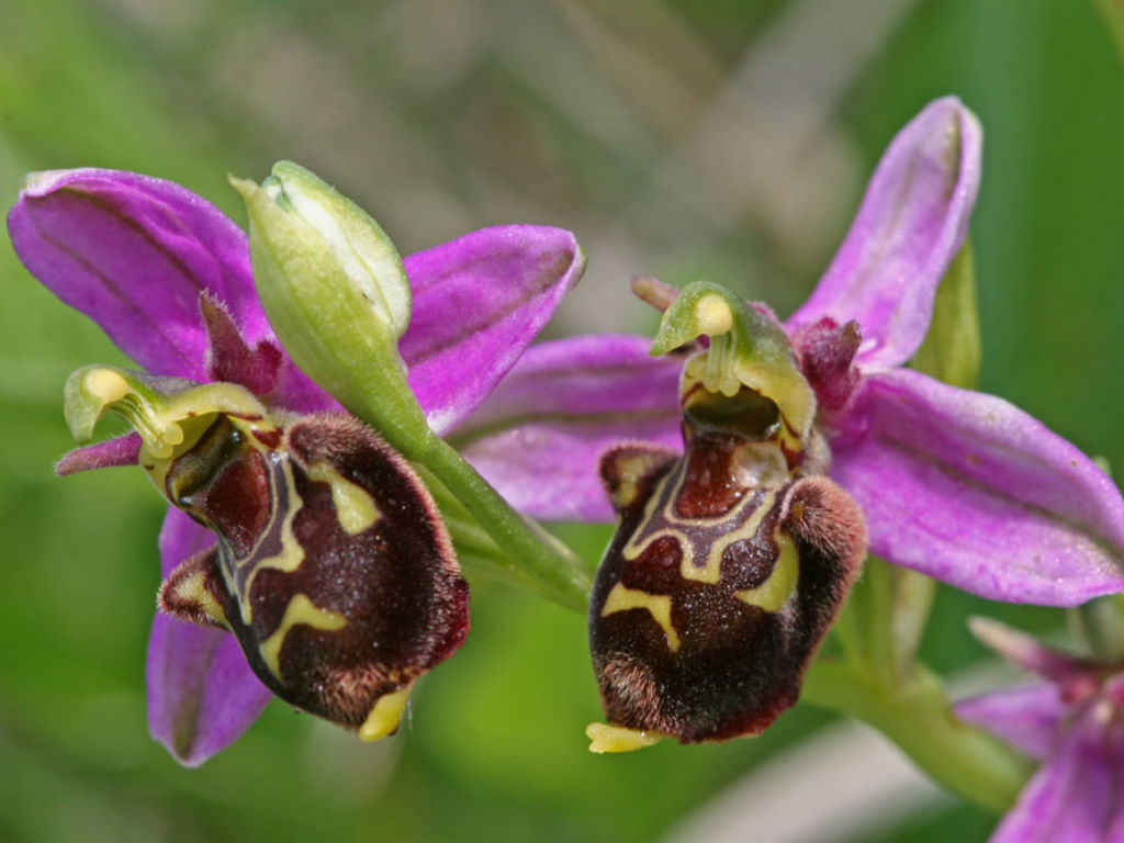 The Life Cycle of Wild Orchids: Ecology, Symbiosis, and Survival